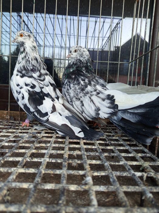 Gołębie orliki stujkowe