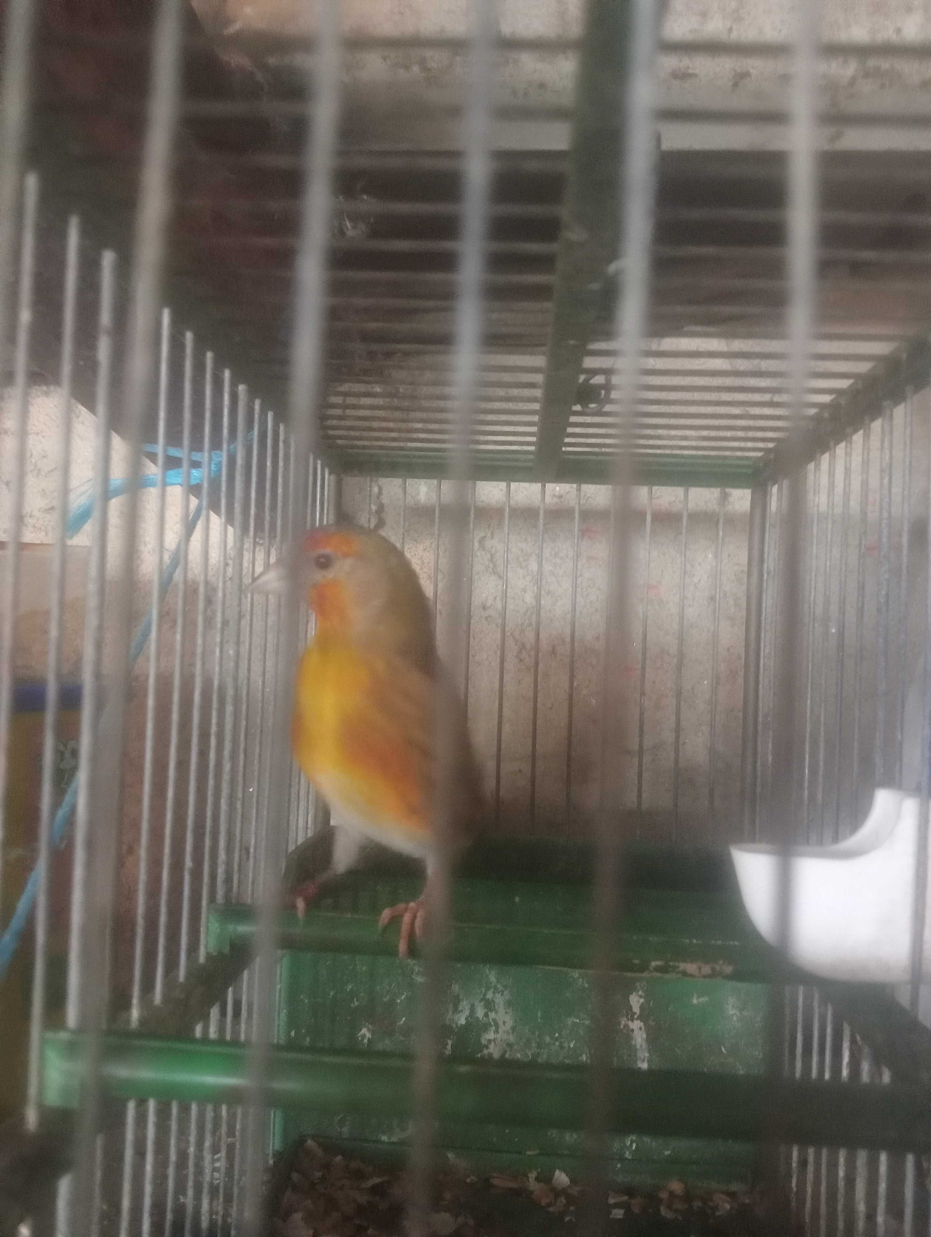 Vendo travessos de pintassilgo
