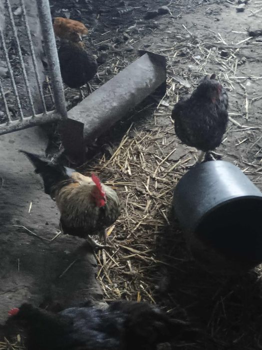 Witam mam na sprzedaż ozdobne kurki