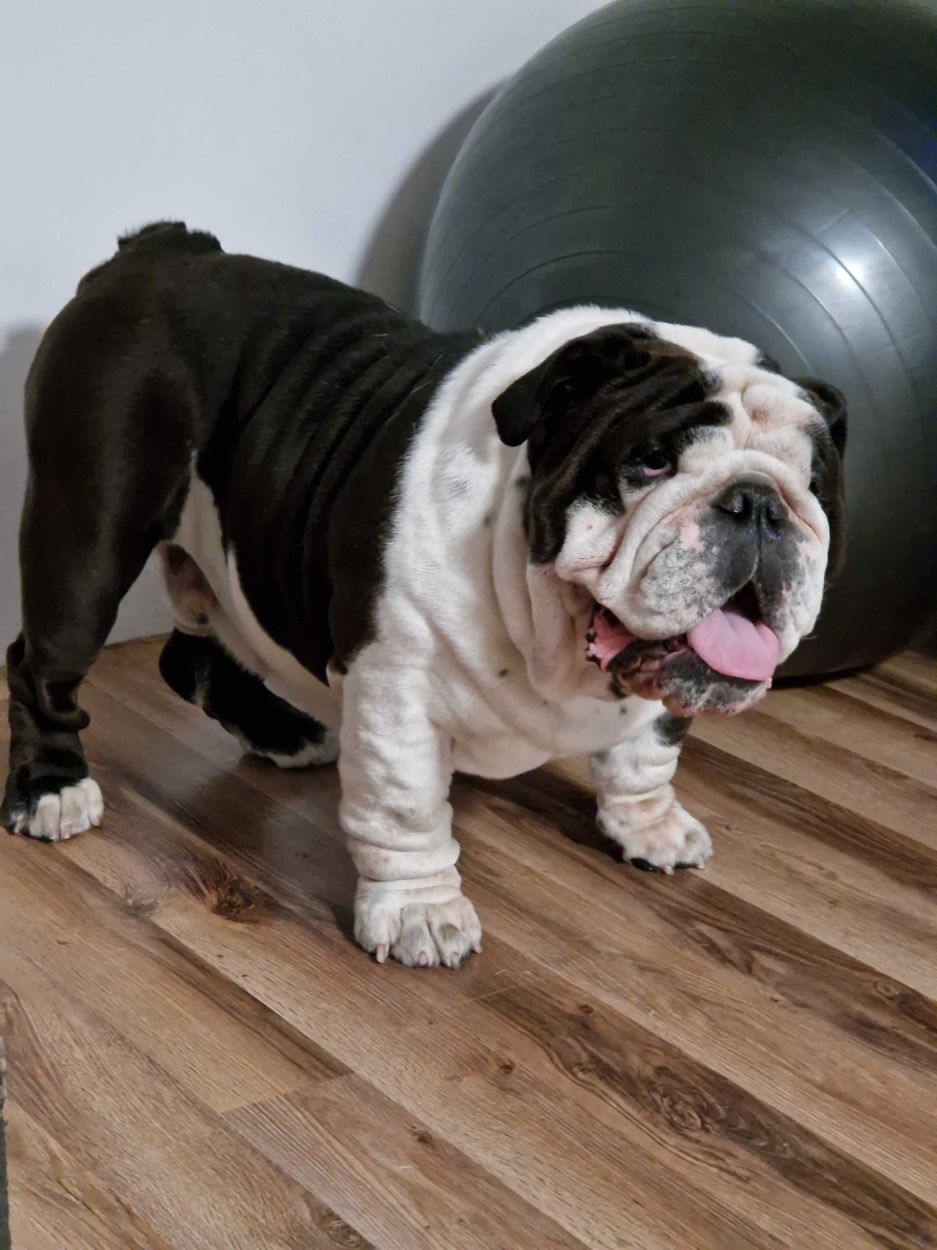 Buldog angielski szczeniak suczka