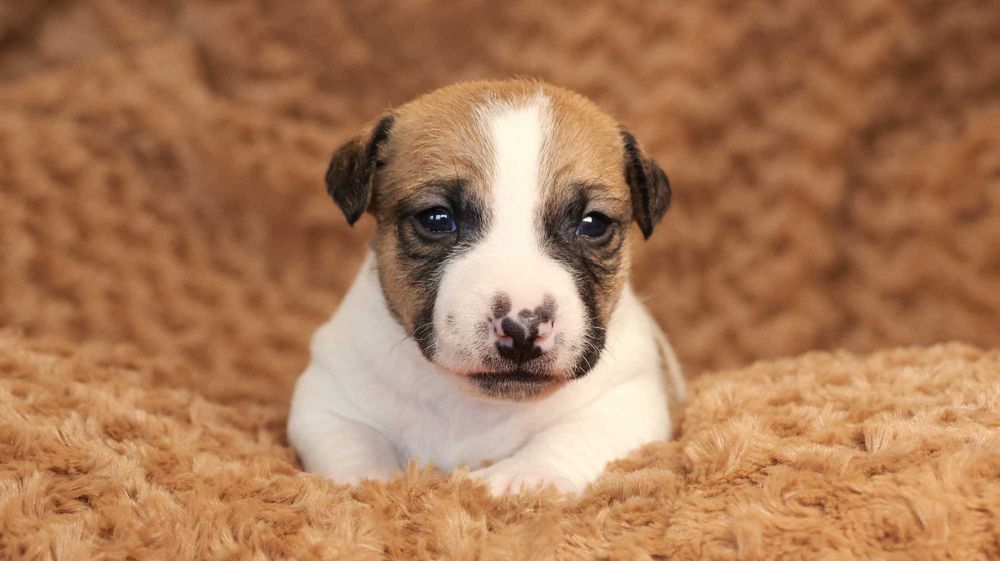 Piesek Jack Russell Terrier z hodowli "BREFIO"/badania genet.