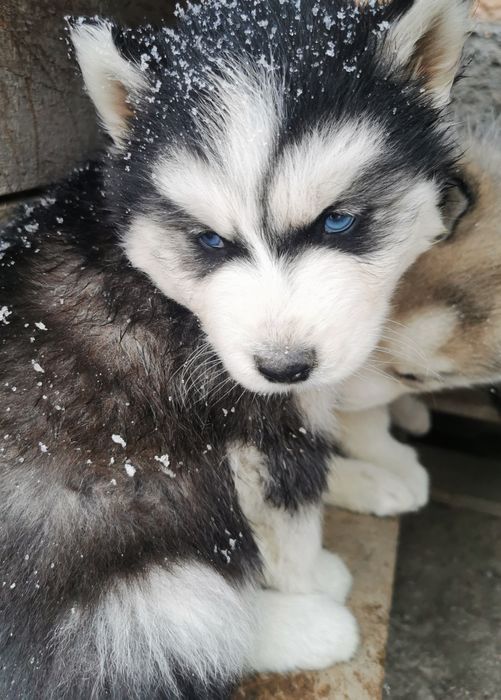Husky Syberyjski pieski Husky