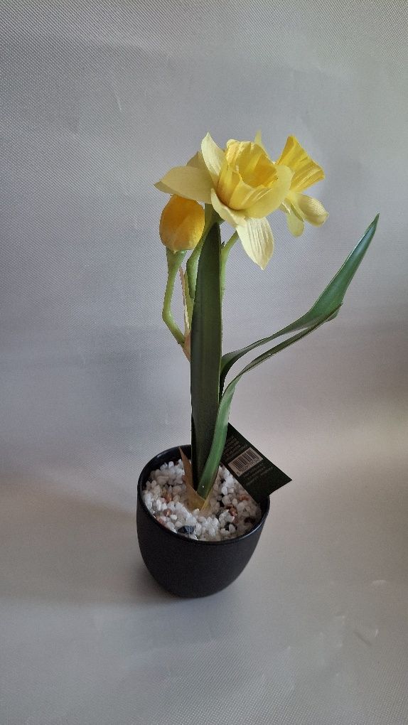 Żonkil w doniczce wys28cm nowy