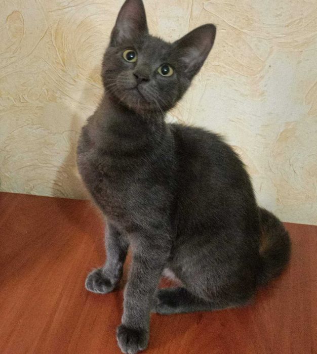 Отдам котенка в добрые руки