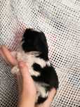 Shih tzu gotowy na zmianę domu
