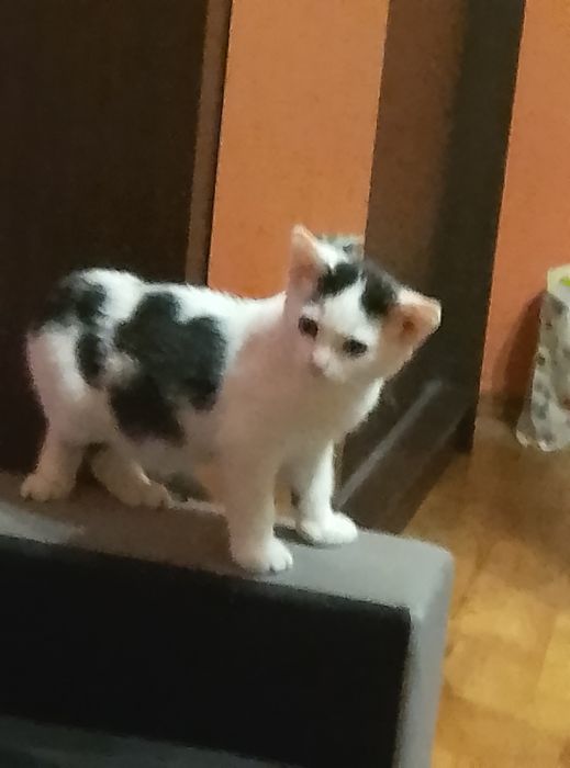 Mały kotek szuka domu