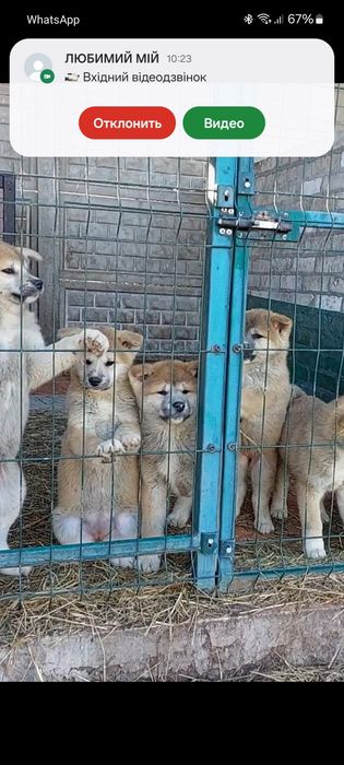 Акіта іну. Гарні песики вибір ксу