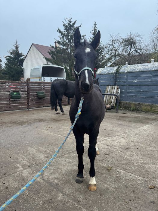 Sprzedam ogierka śląskiego