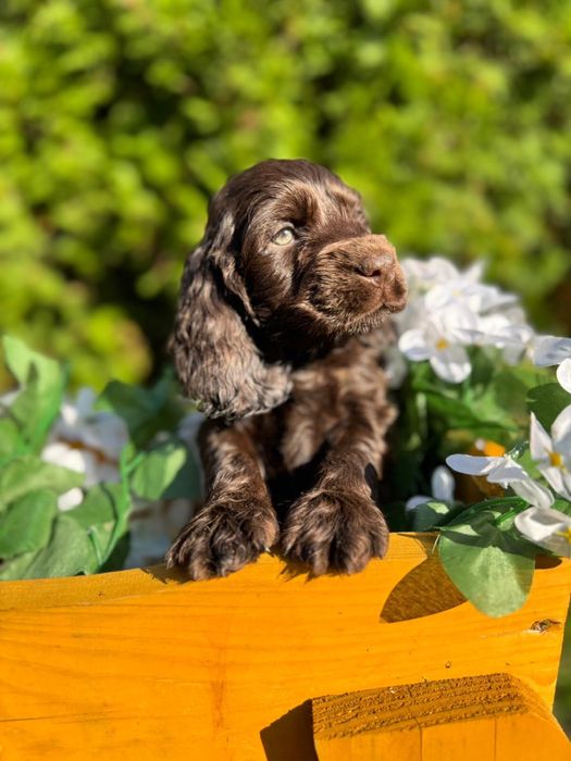 Cudowny Piesek Cocker Spaniel Angielski z Rodowodem
