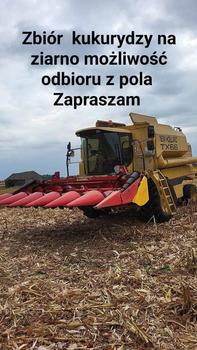 Zbiór kukurydzy na ziarno z możliwością odbioru z pola