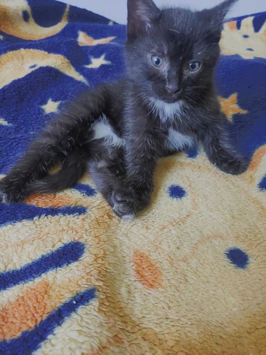 Kotki szukają domu.