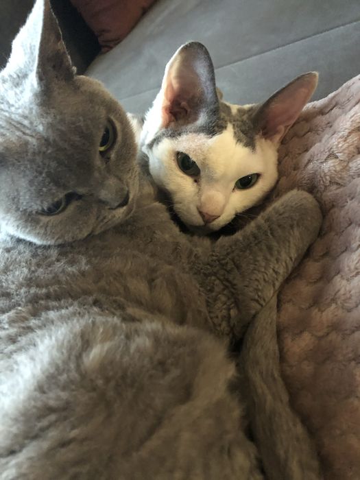 Devon Rex kot i kotka