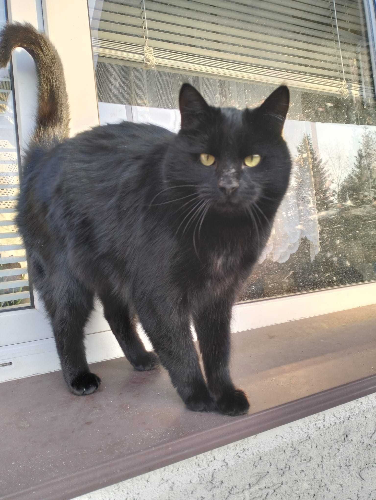 Kotka do adopcji