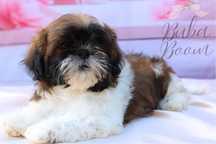 Shihtzu szczeniak