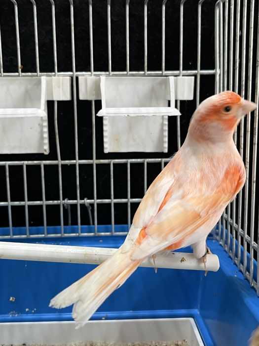 Kanarek (samiec) Aqualife