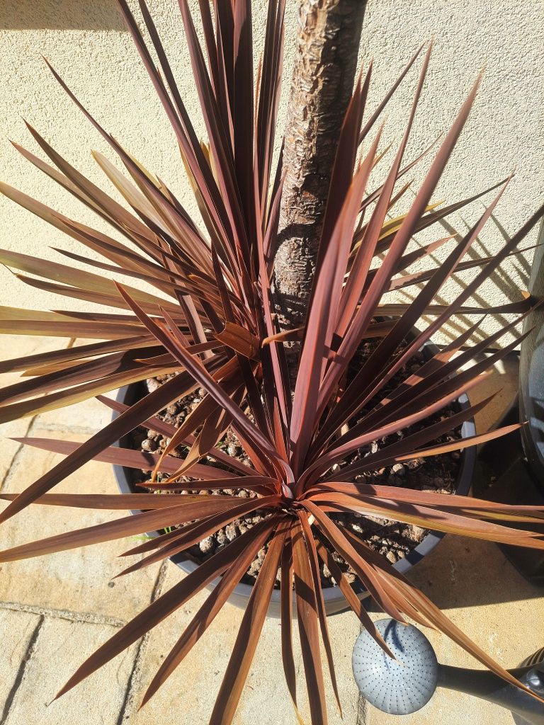 Cordylina Red bez donicy