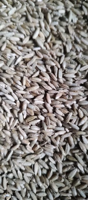 Żyto Hybrydowe GILMOR po kwalifikacie