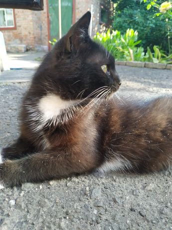 Чёрно-белая кошка