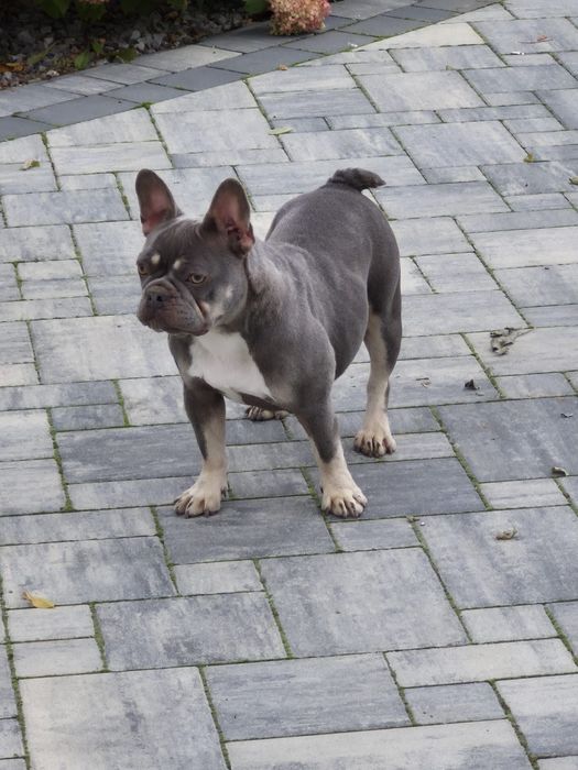 Buldog francuski- suka