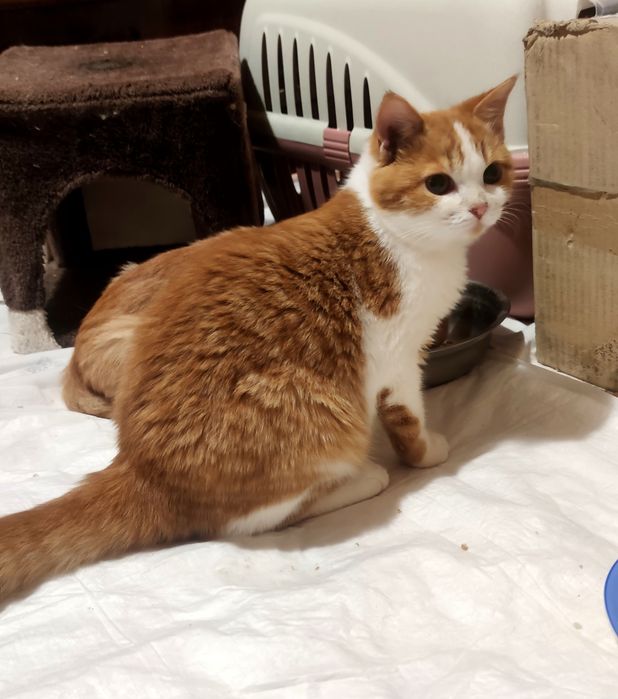 Отдам_ кошки_ котята_ стеша