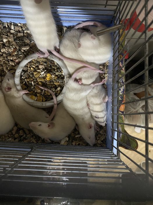 Криси 2 тижні маленькі