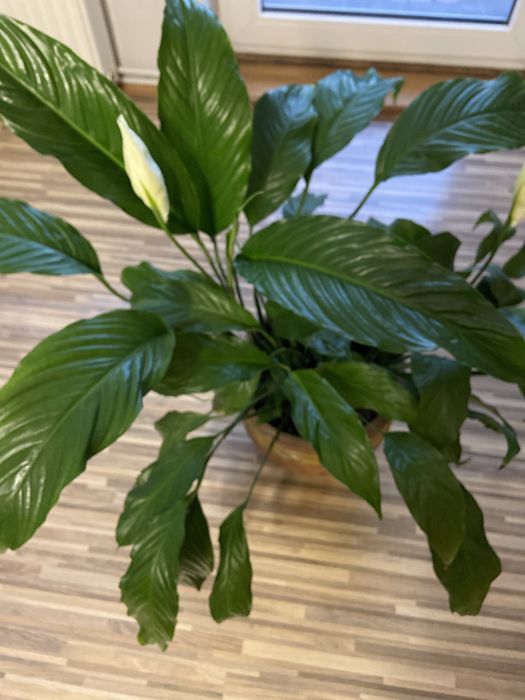 Kwiat Duży skrzydłokwiat kwitnie