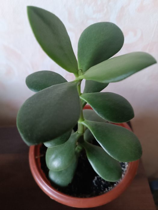 Денежное дерево.Толстянка,