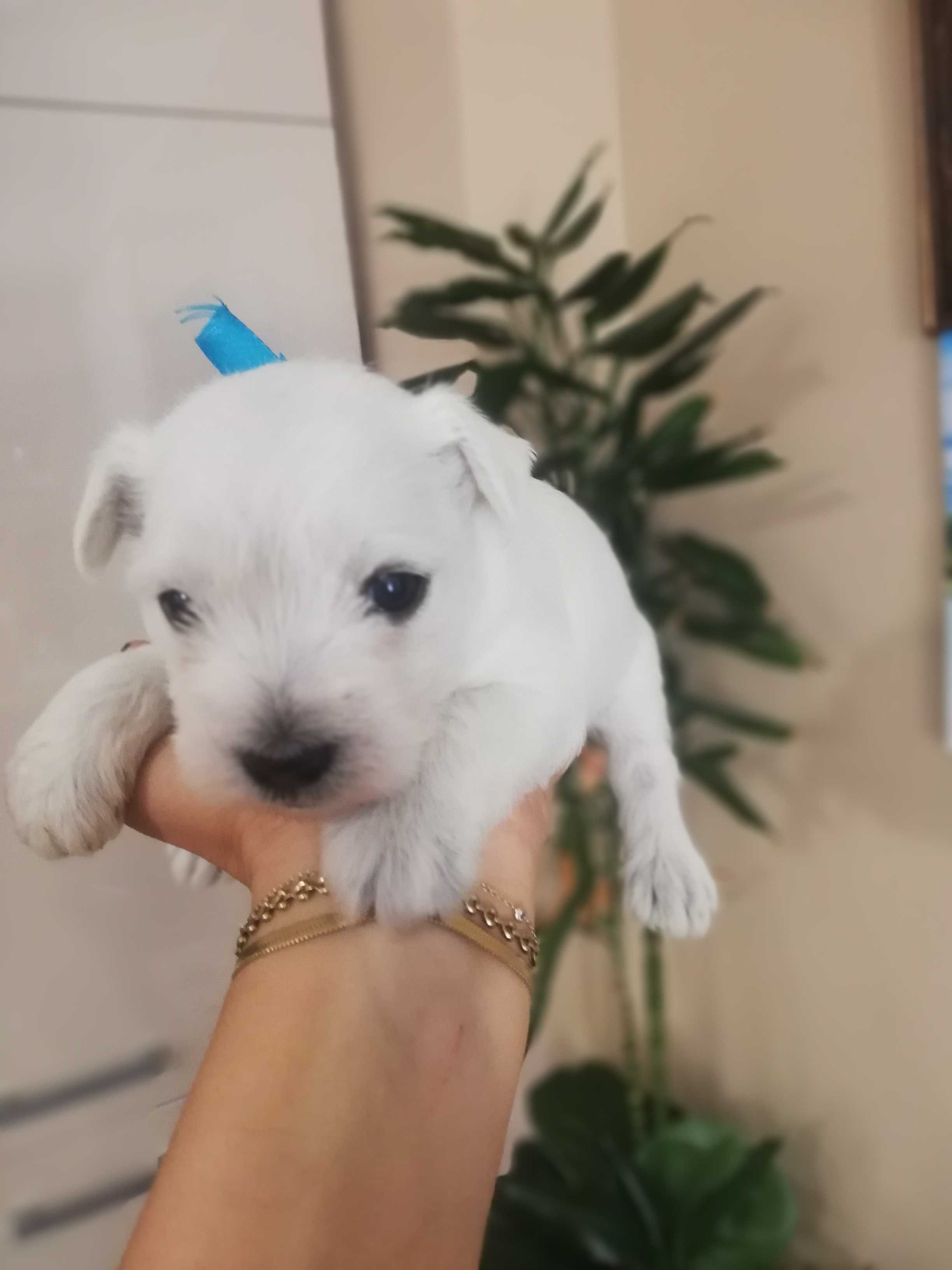 Sznaucer miniaturowy biały piesek rezerwacje!