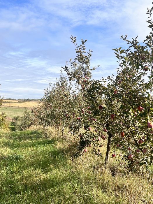 Продам сад з фруктовими деревами