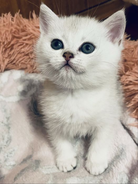 British Shorthair