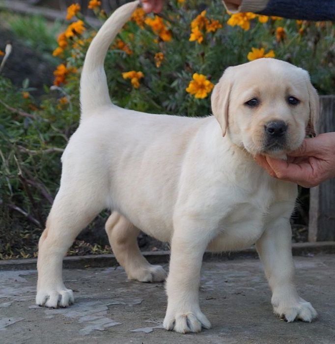 Лабрадор-ретривер