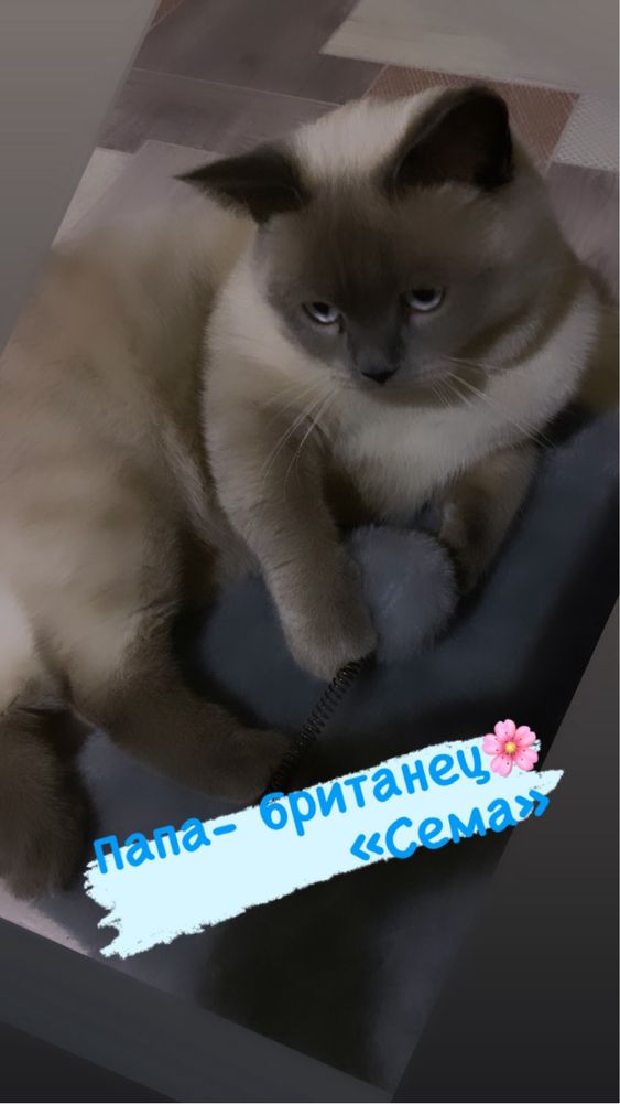 Породистые Котята британские