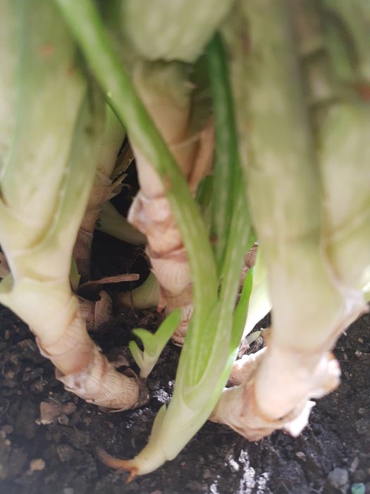 Детки - отростки алоэ