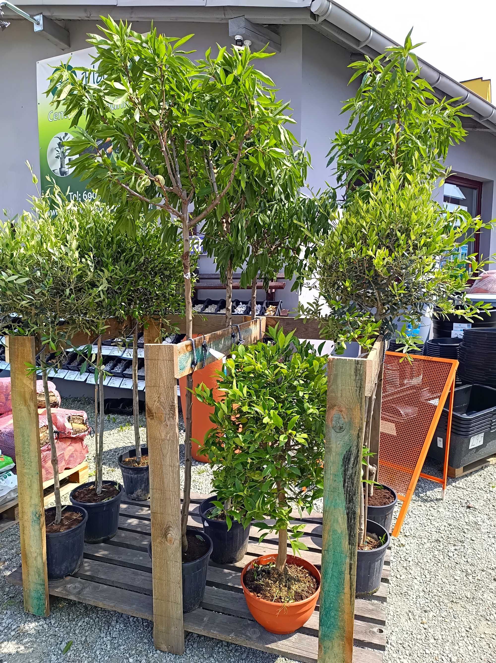 Drzewo drzewko oliwne Oliwka Europejska duża sadzonka 150-170 cm
