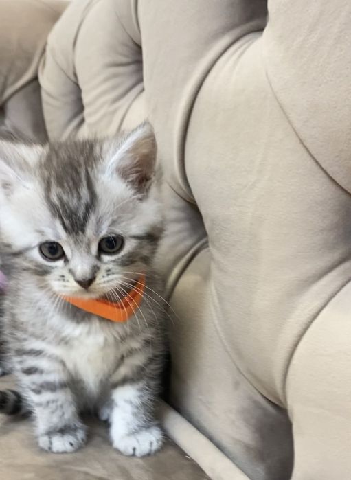 Шотландські кошенята