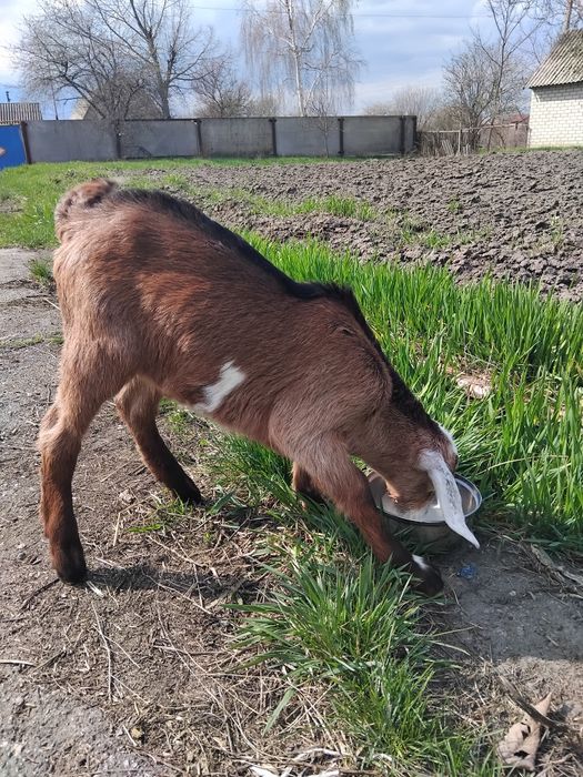 Козенята нубійські