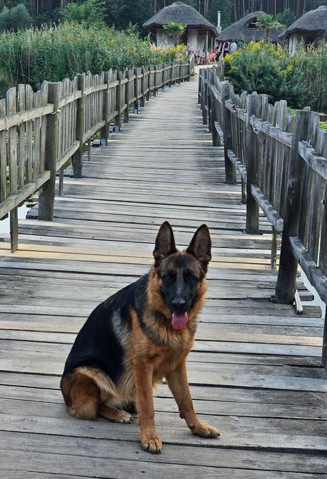 Owczarek niemiecki suka FCI