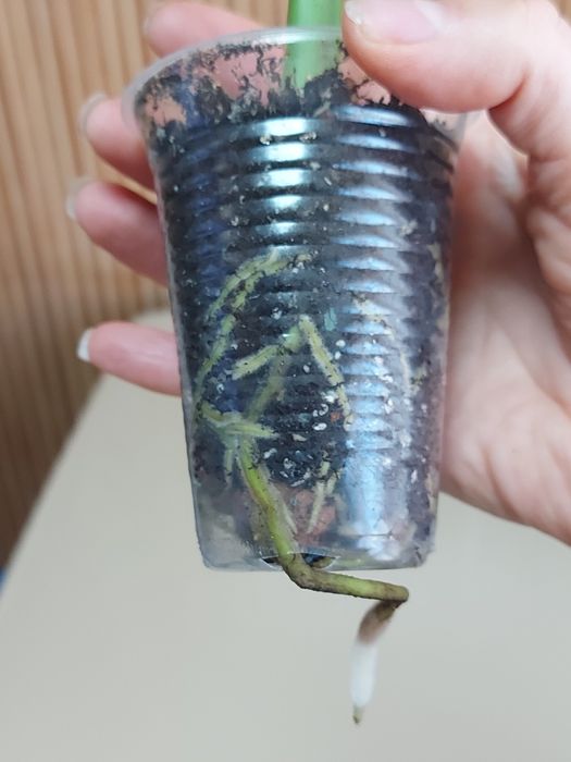 Монстера  делікатесна