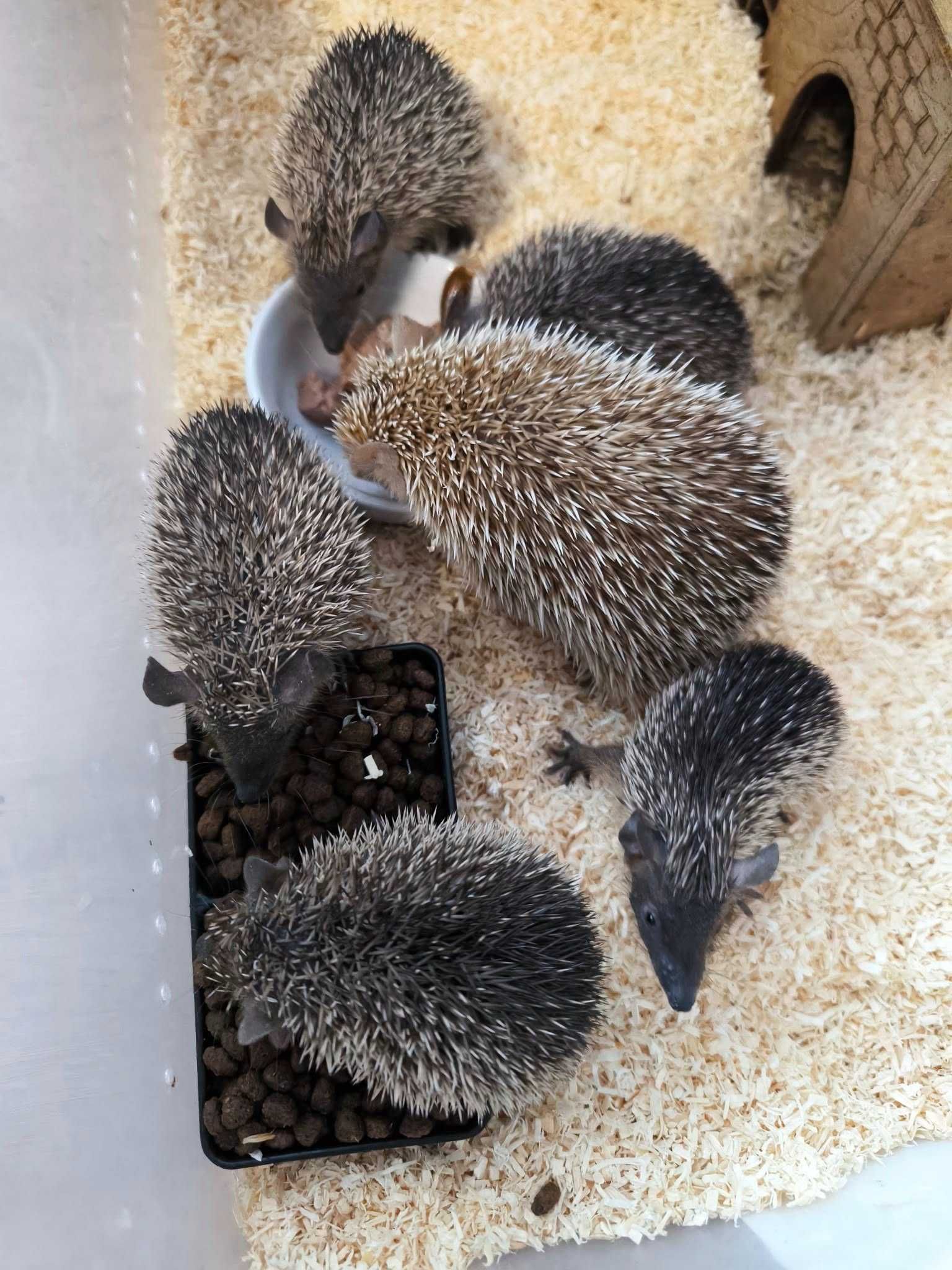 Tenreczynek jeżowaty Echinops telfairi, nie jeż, mini