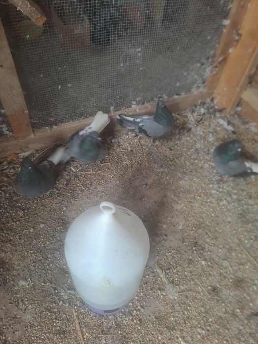 Gołębie orliki pary