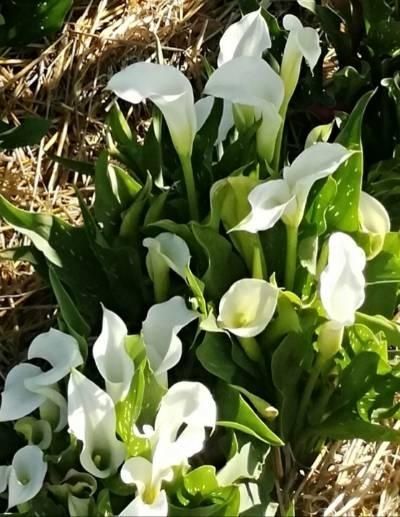 ЇїКали каллы клубні