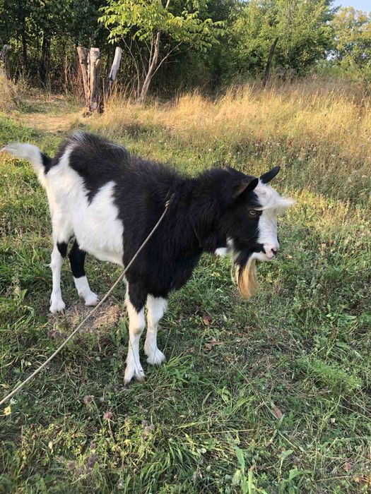 Альпійські козли на злучку