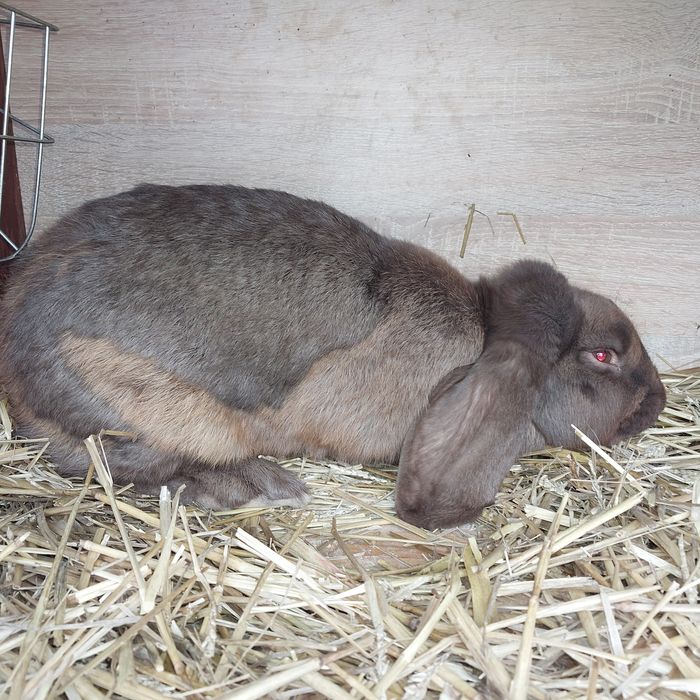 Sprzedam młodego samca barana francuskiego