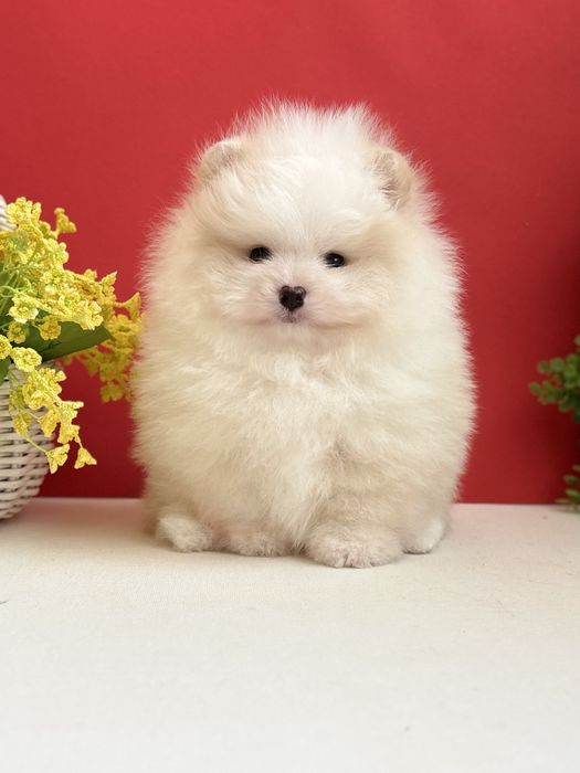 Ексклюзивний хлопчик шоу класу