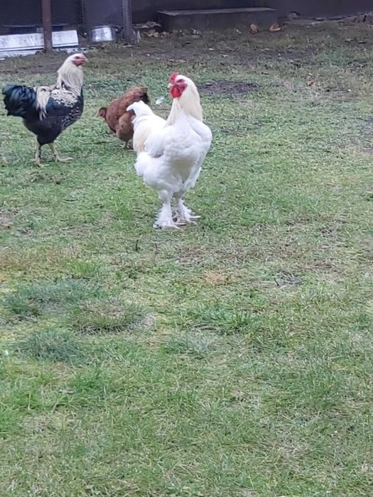 Kogut Brahma oraz inne