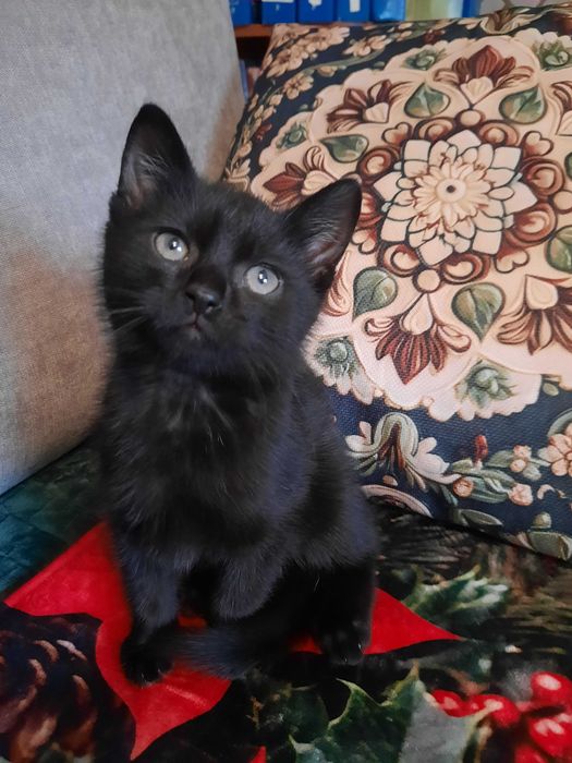 Dwa śliczne małe kotki oddam w dobre ręce