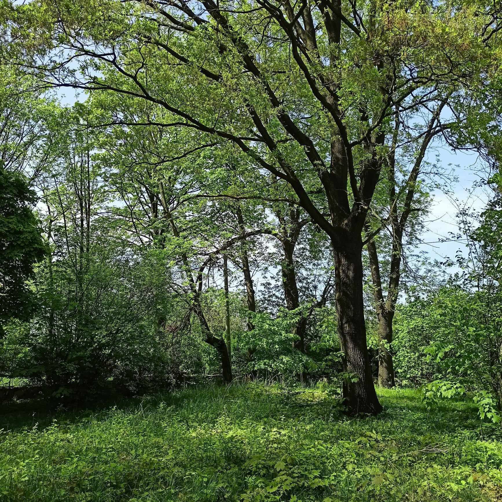 Oddam dużo drzewa za jego wycinkę