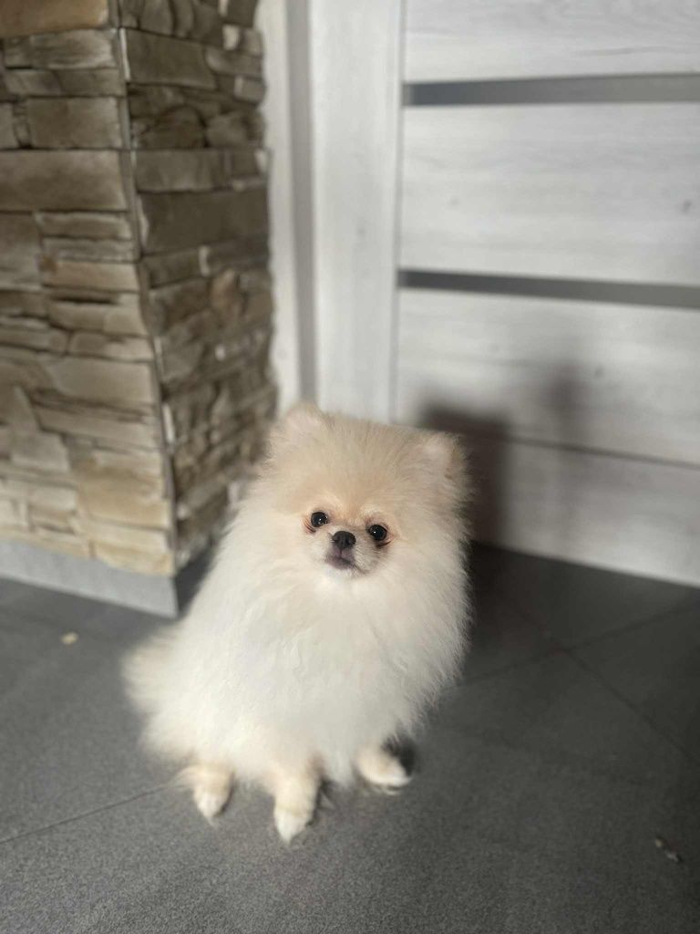 Szpic pomeranian piesek