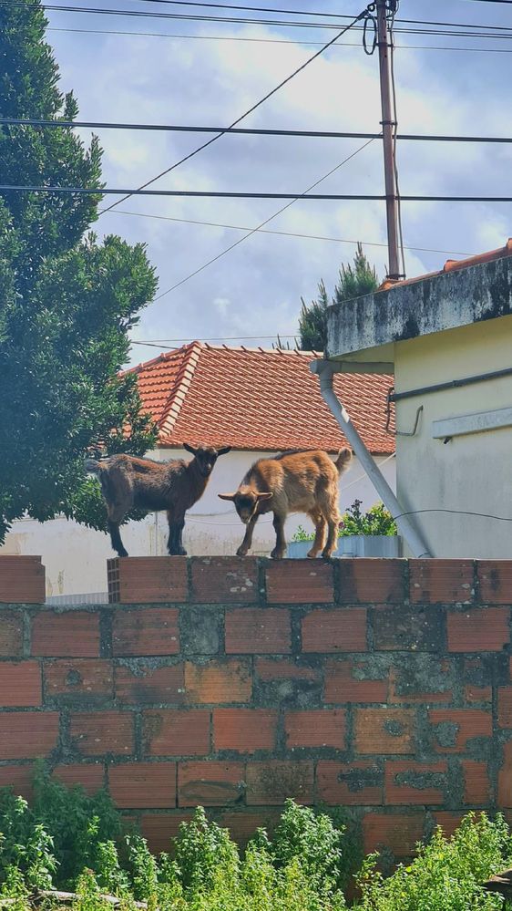 Vendo dois cabritos anões