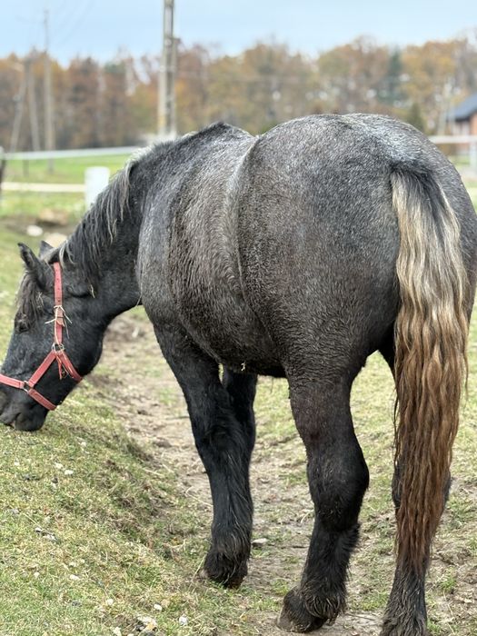Źrebice siwe szpaki szpaczka zimnokrwiste